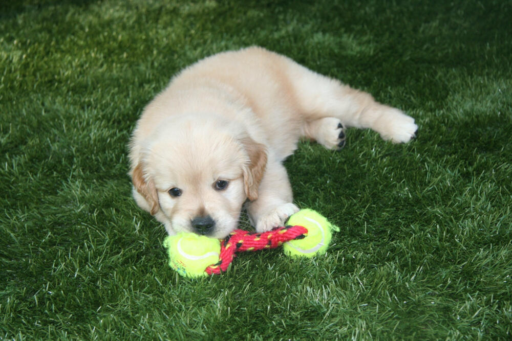 Edmonton artificial turf for dogs